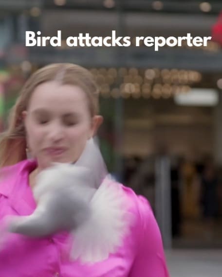 Bird Attacks Reporter Joe Hoft